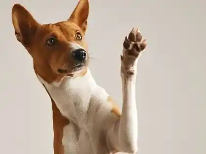 Más allá de su olorosa presencia, los perritos usan sus patitas para comunicarse