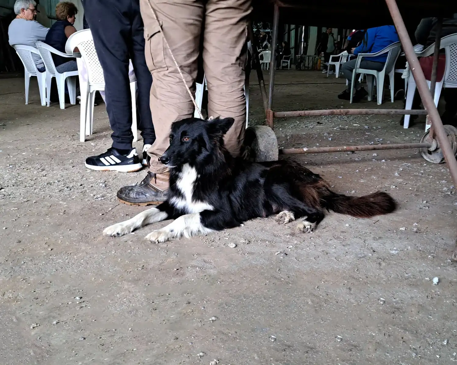 Los vecinos concurrieron con sus mascotas al Galpón del ferrocarril.