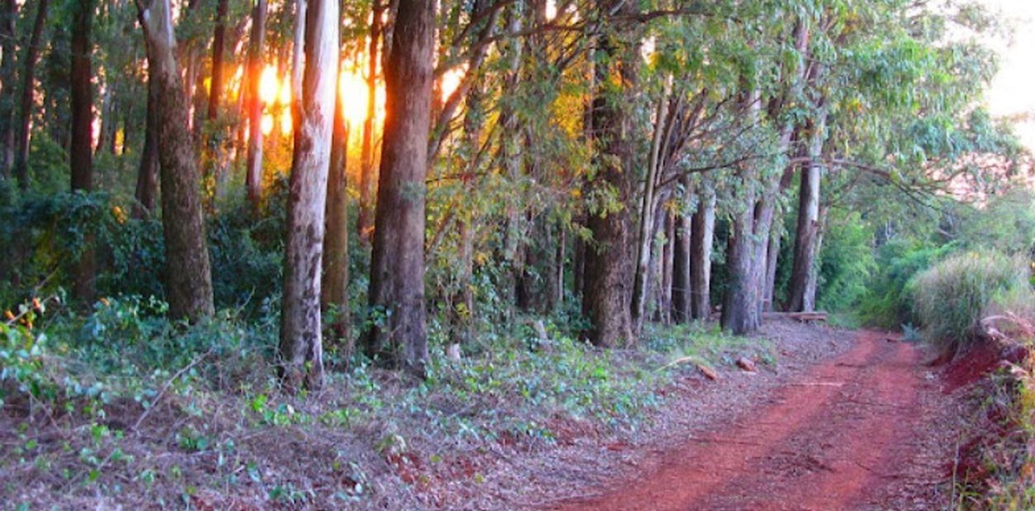 Camino de una chacra en Misiones en Leandro N. Alem (Foto: Región Litoral)