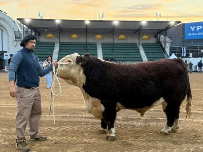 Un toro raza Hereford fue el primer animal en ingresar a la Expo Rural 25