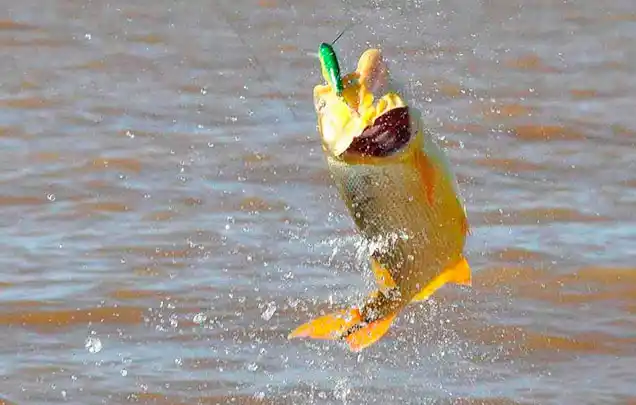 Por unanimidad, se sancionó la Ley que prohíbe su pesca comercial en Entre Ríos