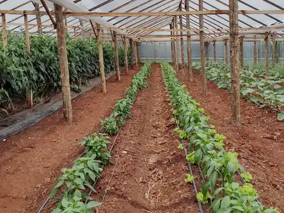 En INTA impulsan el uso de bioles, los abonos líquidos fermentados