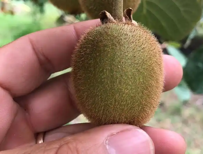 kiwi - 2