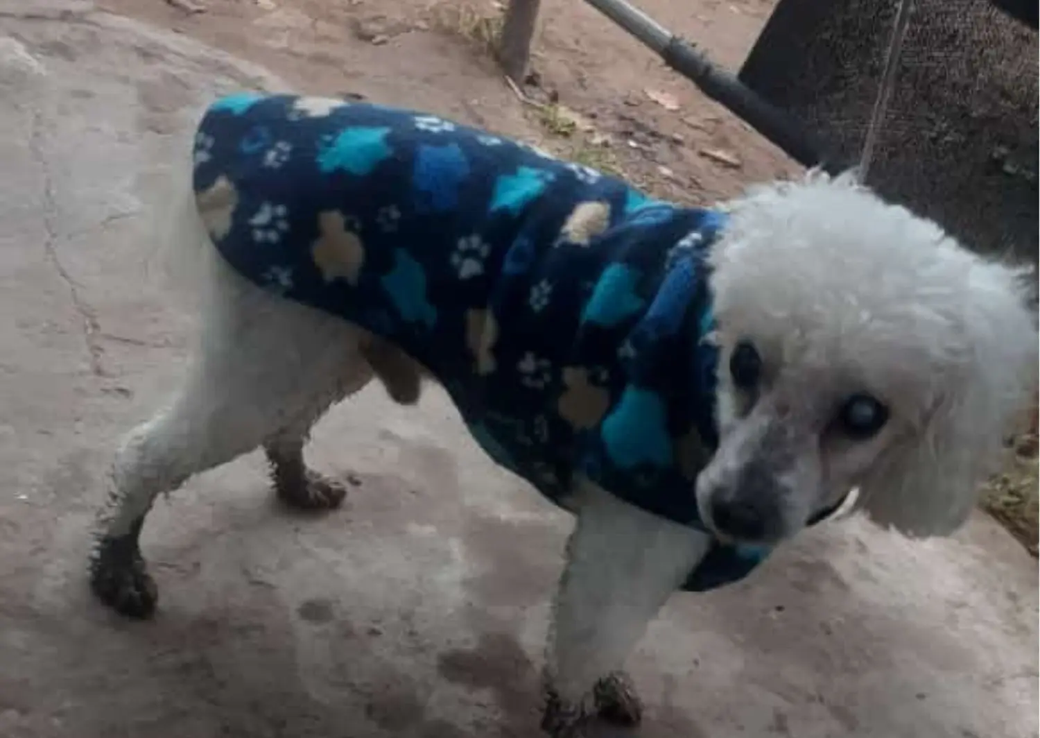 Perrito encontrado en la ruta