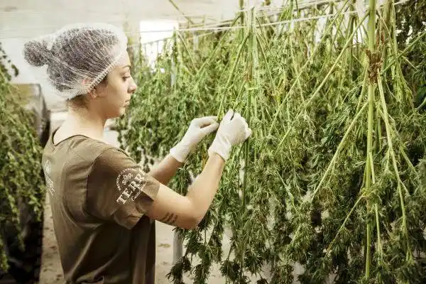 Incorporarán pymes de producción regional a la Ley de Cannabis provincial