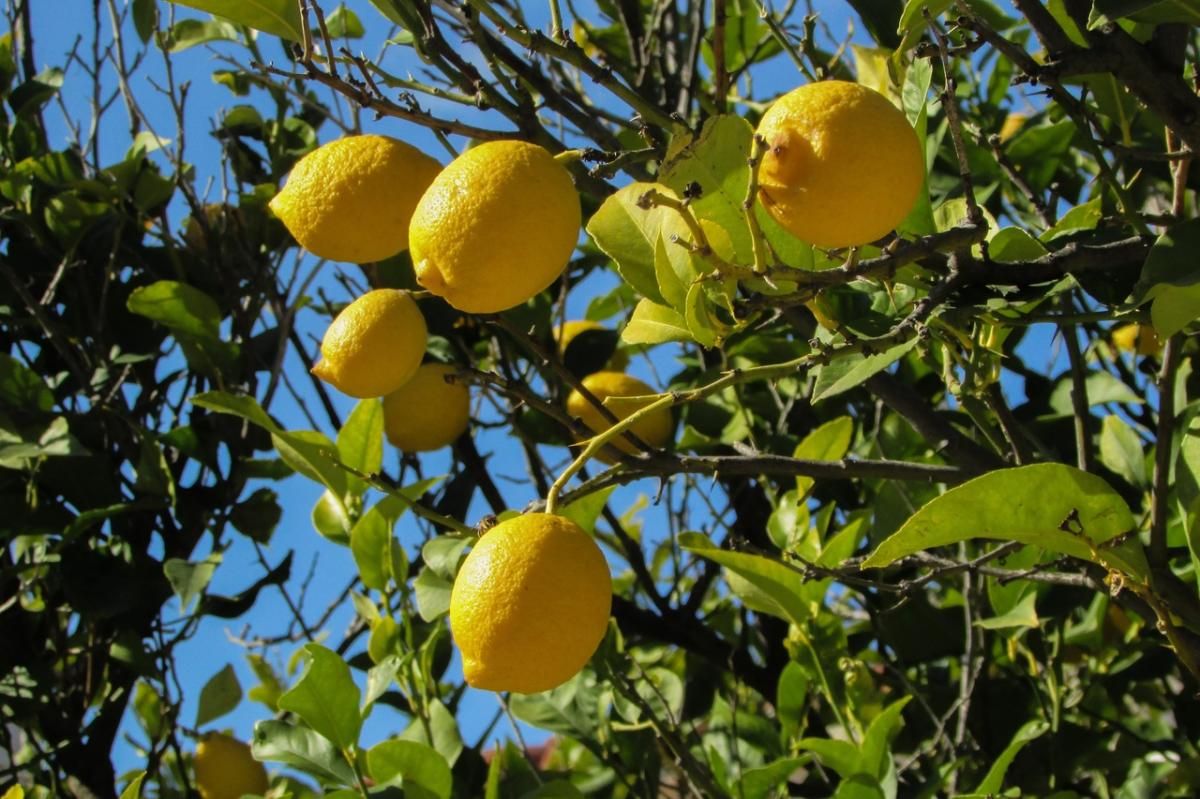 El truco casero para que el limonero dé más frutos con un ingrediente de cocina