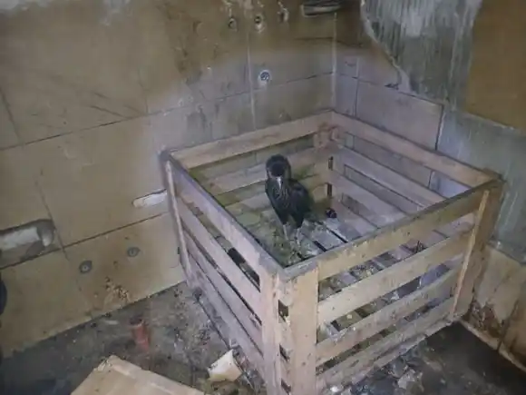 Rescataron a un águila de un incendio intencional en una vivienda de zona norte y hay un detenido