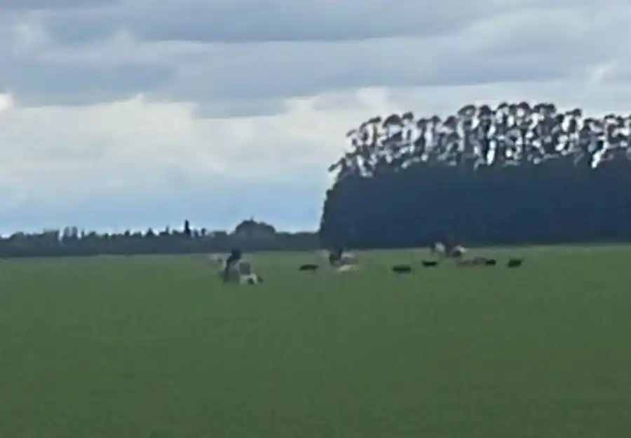 "Dicen que salen a cazar" pero recorren caminos, pisan los cultivos con los caballos y marcan la zona.