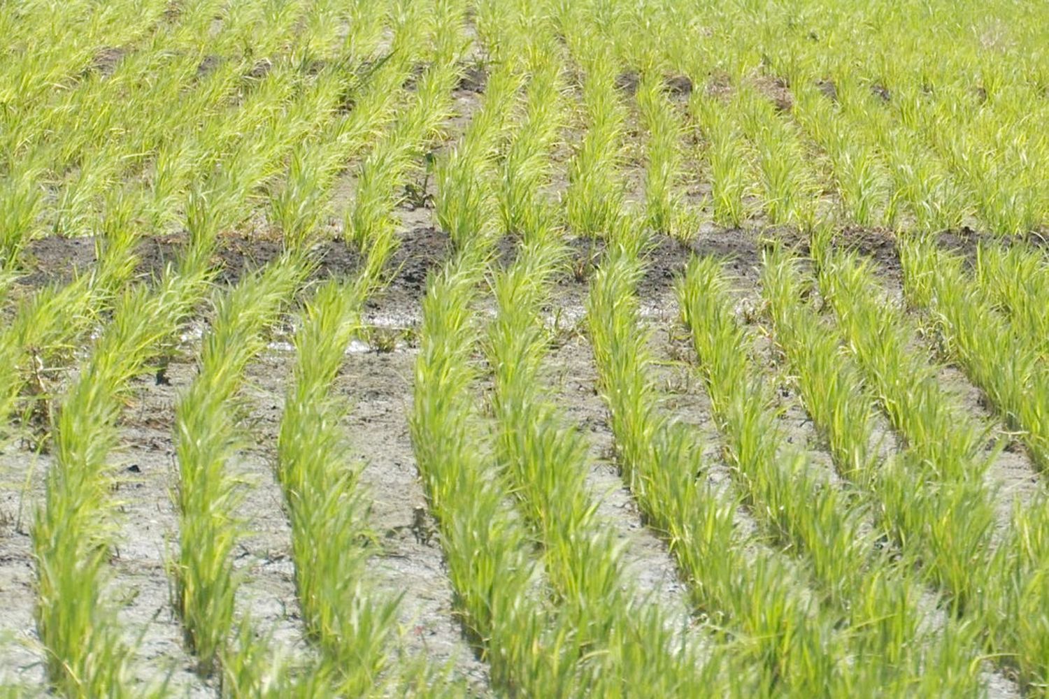 Las precipitaciones demoran la siembra del arroz