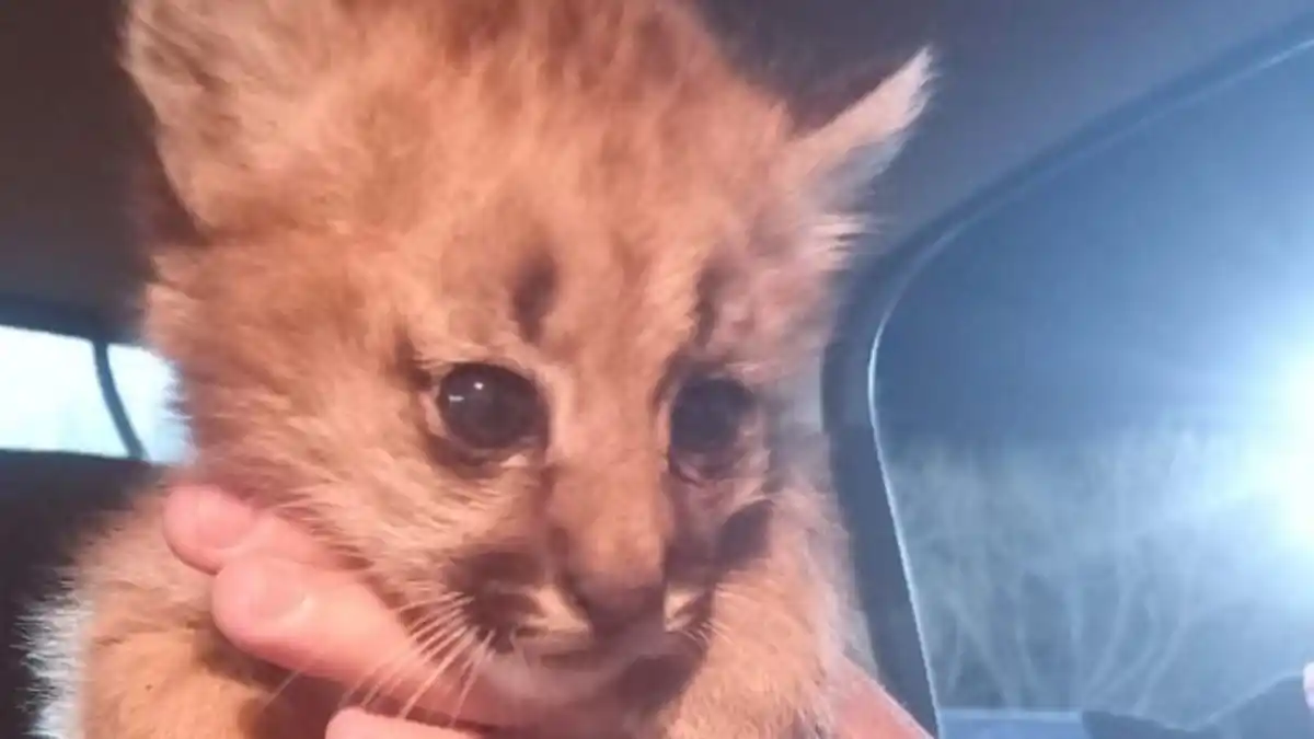 Rescatan a tres cachorros de puma a la vera del río Carcarañá