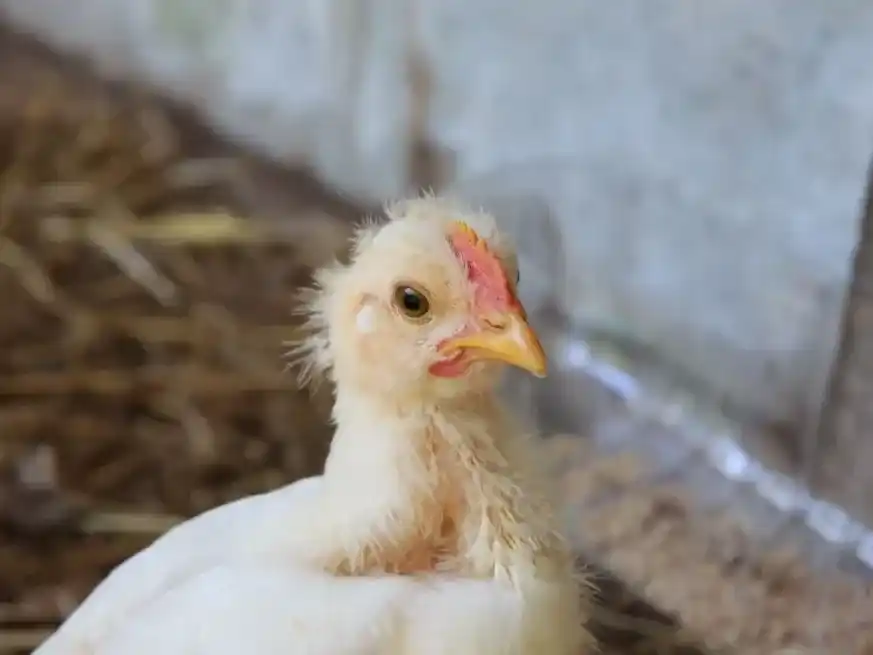 Con el documento enviado a la OMSA, el organismo sanitario nacional anunció que retomará de inmediato las gestiones con los socios comerciales para normalizar el flujo de exportaciones.