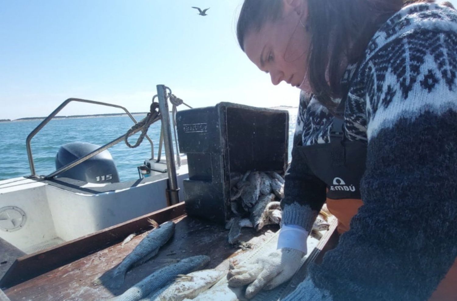 ¿Cómo afecta al crecimiento de los peces la presencia de microplásticos en los océanos?