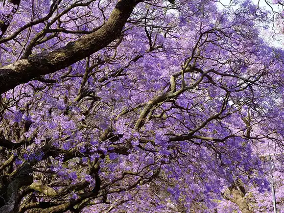 Un árbol se desplomó sobre un auto que circulaba en el centro