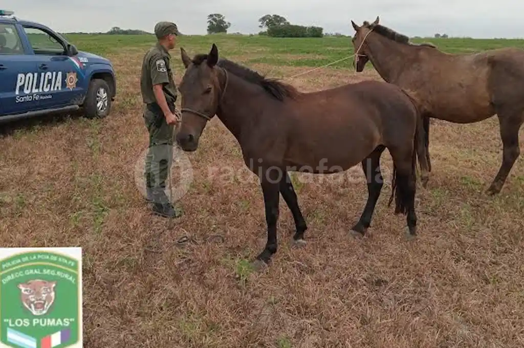secuestro caballos sueltos los pumas Villa Constitución, San Justo y Reconquista - 1