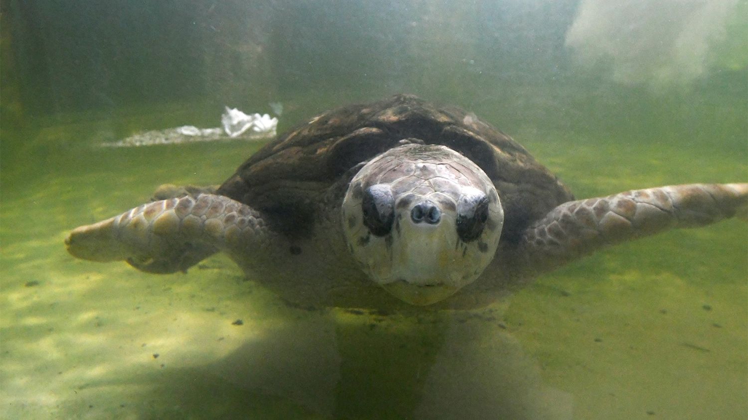Tortugo “Jorge”