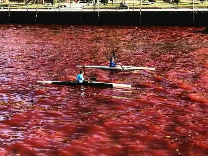 Río de "sangre" en Tigre: La situación se "normalizó" luego que amanezca rojo, dijo el intendente Zamora