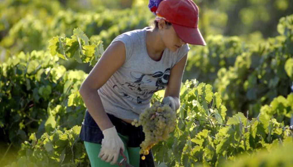 Día Internacional de las Mujeres Rurales: según la ONU, representan el 43% de la mano de obra agrícola