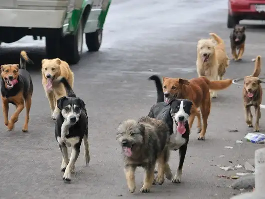 Este viernes se realizará una charla sobre la implementación del Programa de Equilibrio Poblacional de Perros y Gatos