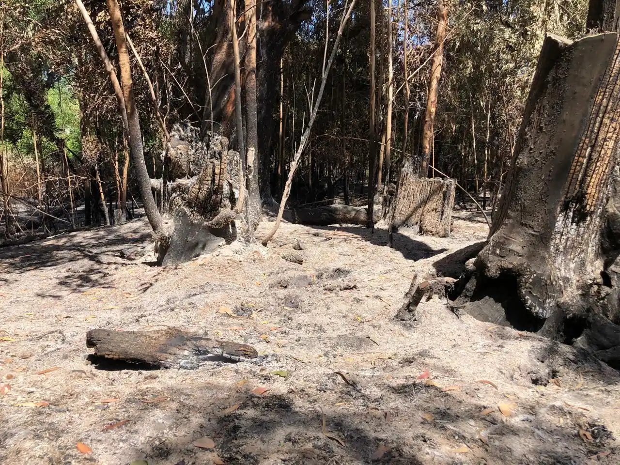 incendio sierras vecinos villa del lago 15-01-25 - 5
