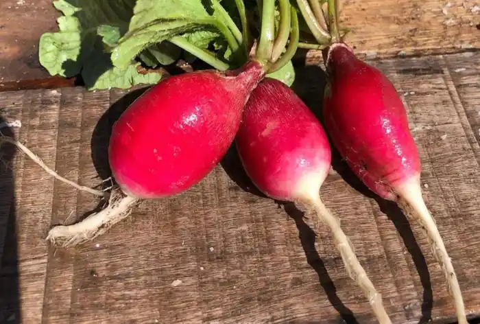 En la temporada que ahora transitamos, otoño-invierno, existe una gran cantidad de especies que se podrán sembrar, como el rabanito.