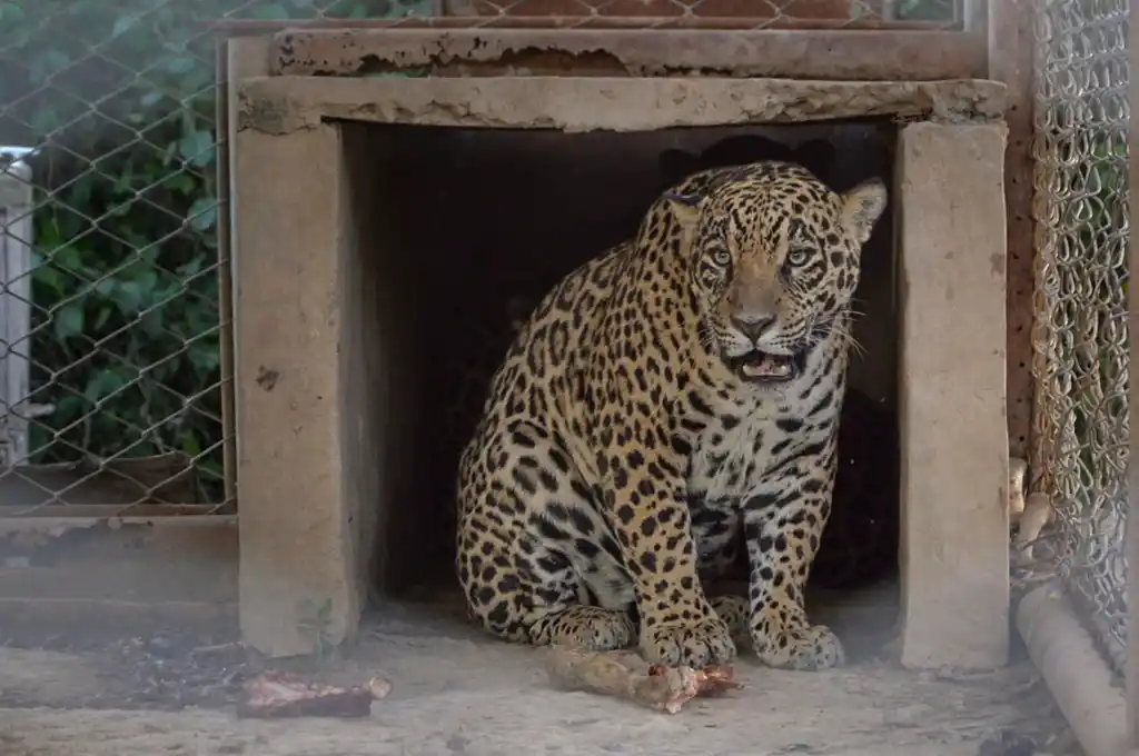 "Coli" es  el segundo macho liberado en la provincia de Corrientes.