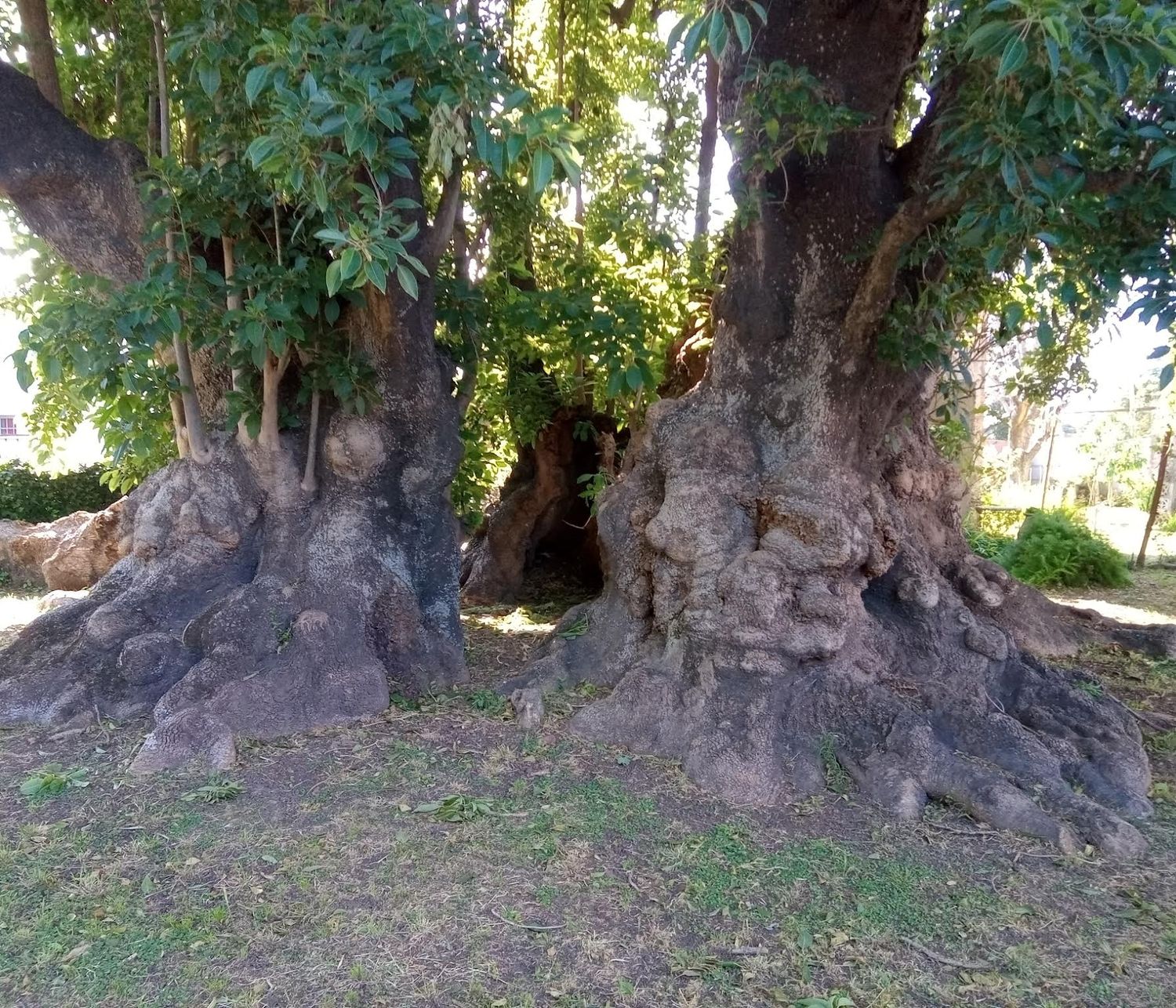 Árboles míticos resguardan la identidad bonaerense