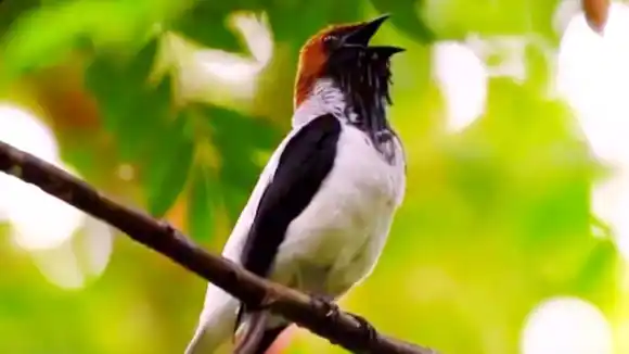 Reapareció el Campanero barbado tras 80 años desaparecido