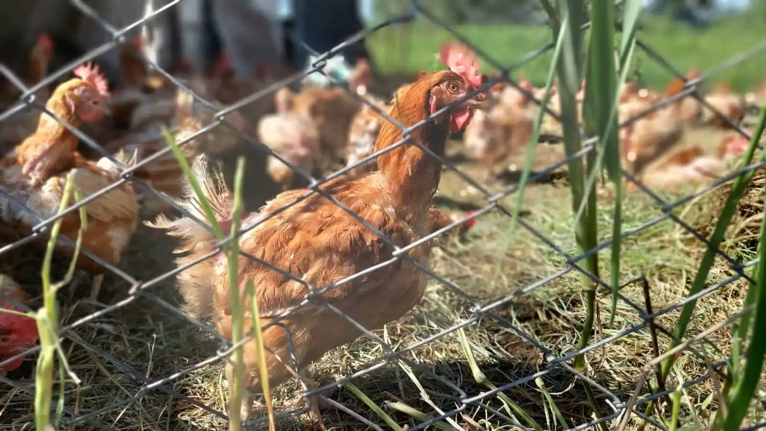 Influenza aviar en Argentina: ¿qué implica el caso detectado en Chaco para el sector?