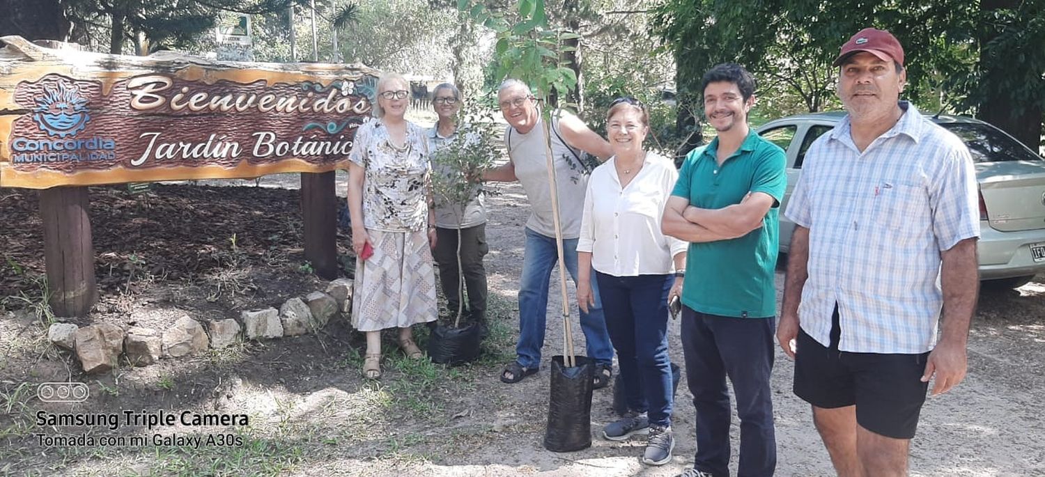 Plantación de árboles autóctonos medicinales de Ñangapiry