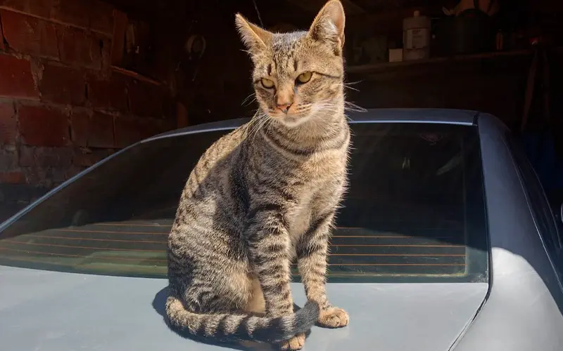 Buscan a este gato