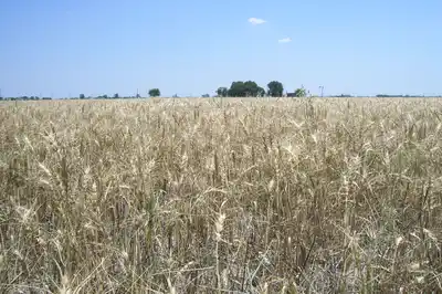 Las lluvias dieron alivio al campo, pero la situación sigue siendo grave