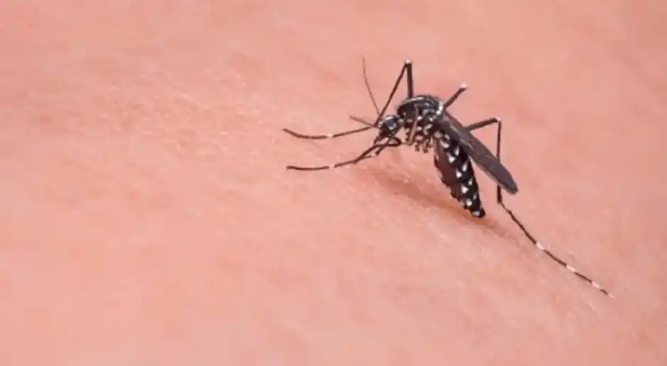 Mosquitos: ¿Por qué pican a unas personas más que a otras?