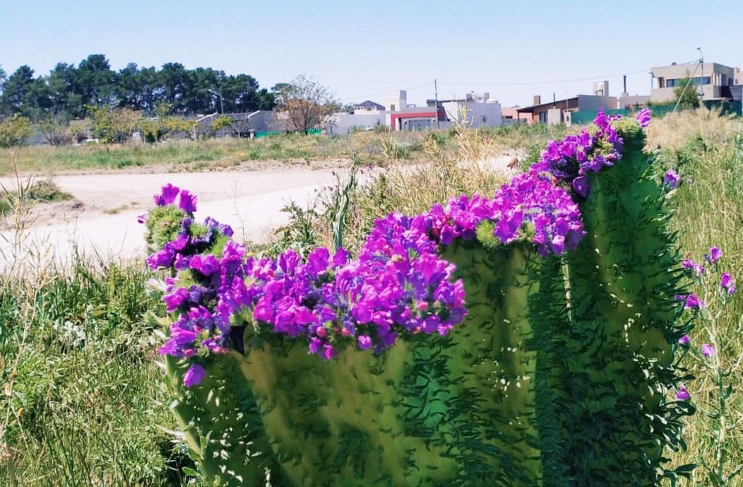 Una misteriosa planta creció en el Barrio Graduados y los vecinos se preguntan qué es