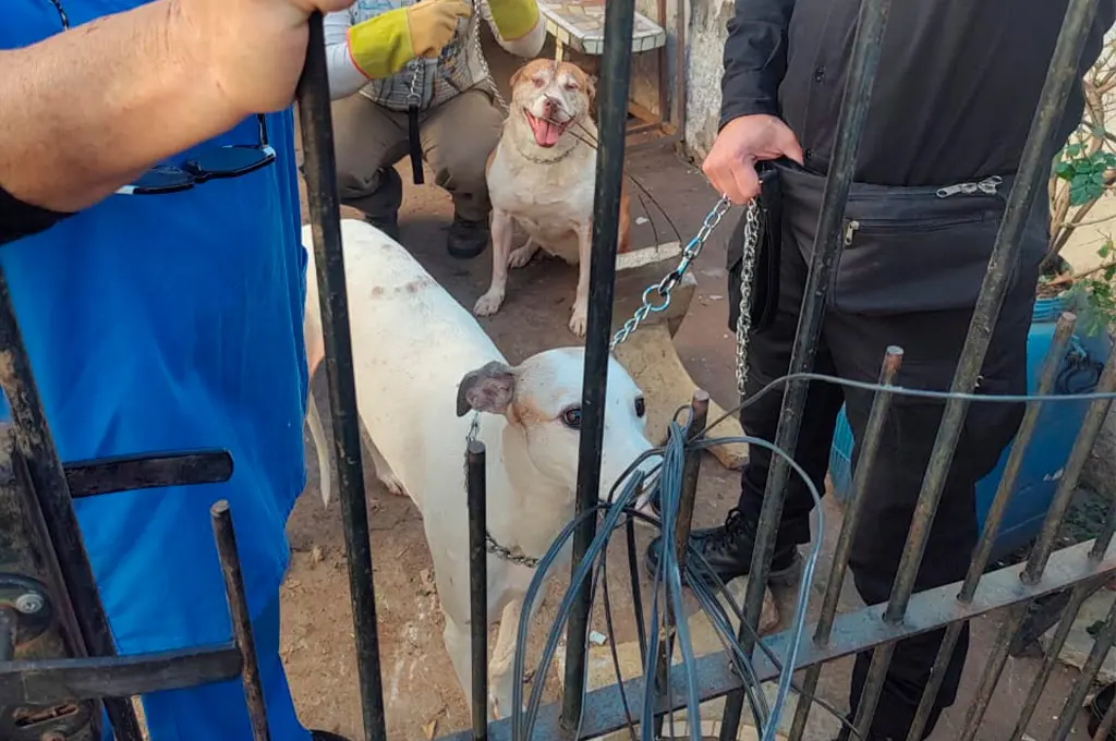 Dos hombres resultaron con heridas de consideración luego de ser atacado por un grupo de perros peligrosos