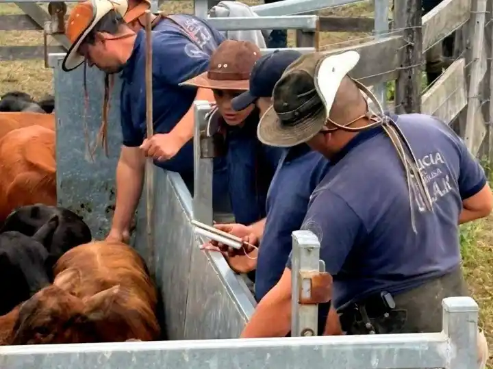 Laguna Blanca: estricto control policial en el inicio del calendario ganadero 2026