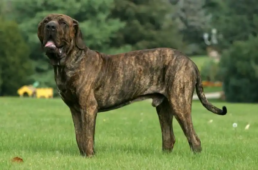 En fallo inédito, condenan prisión al dueño de perros que atacaron a un hombre