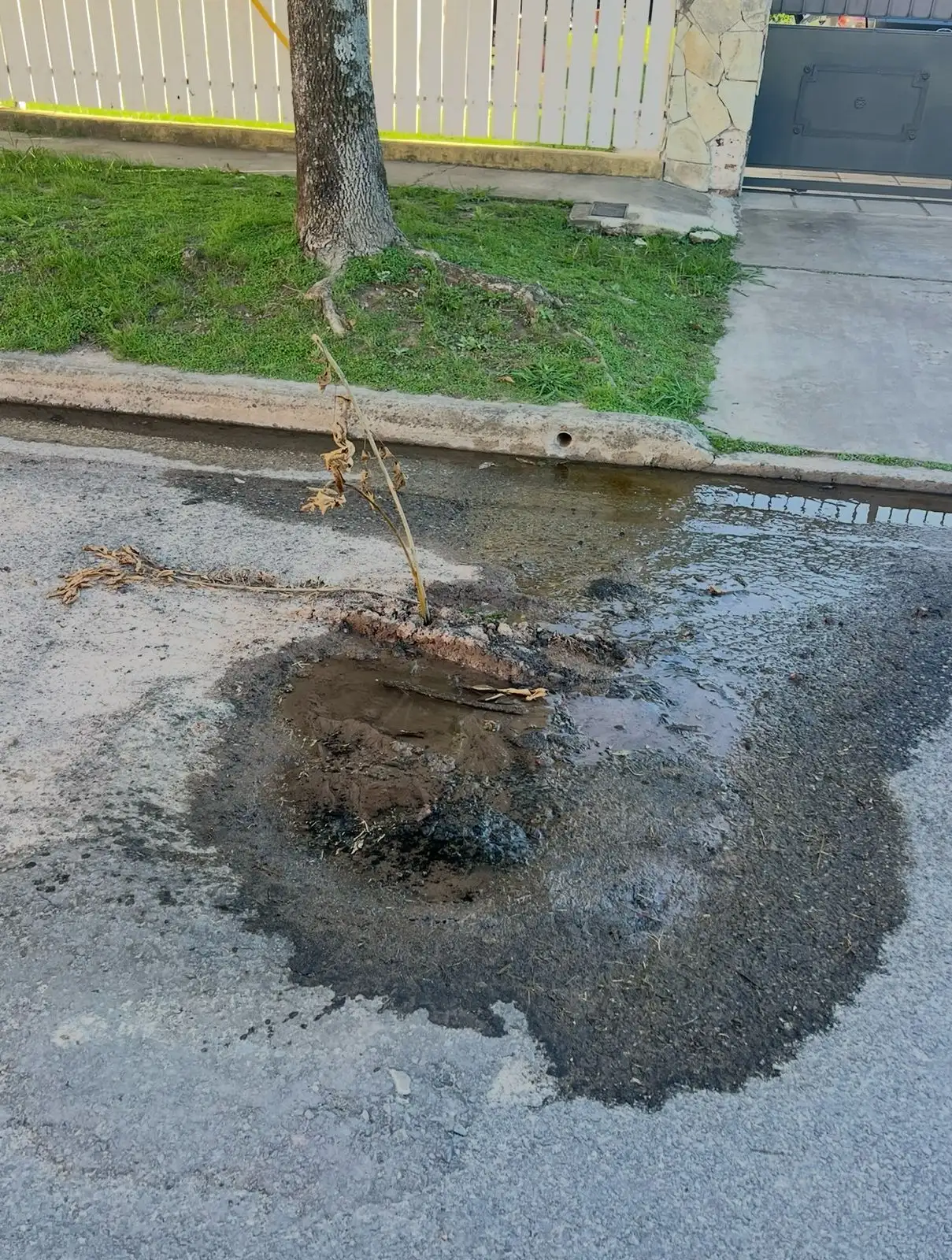 bache en 9 de julio