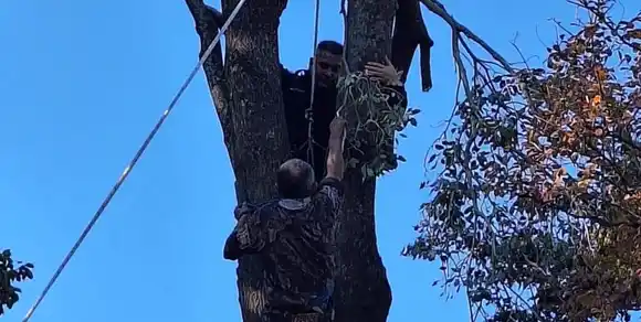 Dramático rescate en Alto Verde: jardinero quedó colgado de un árbol con una motosierra encendida