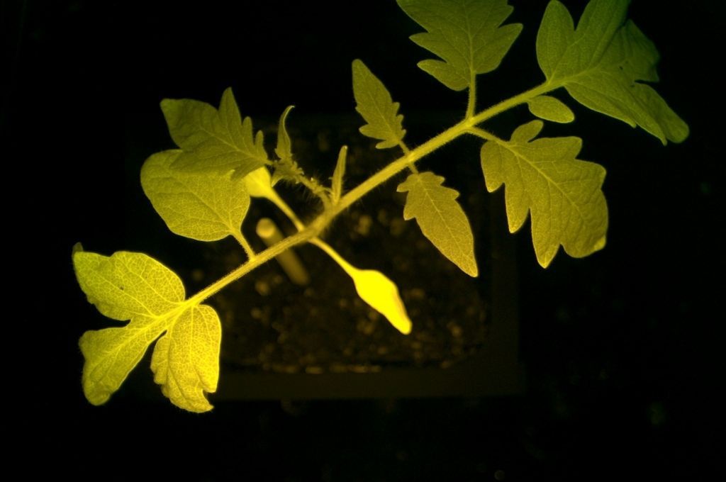 Crean una planta que brilla con colores si le falta agua o la atacan insectos