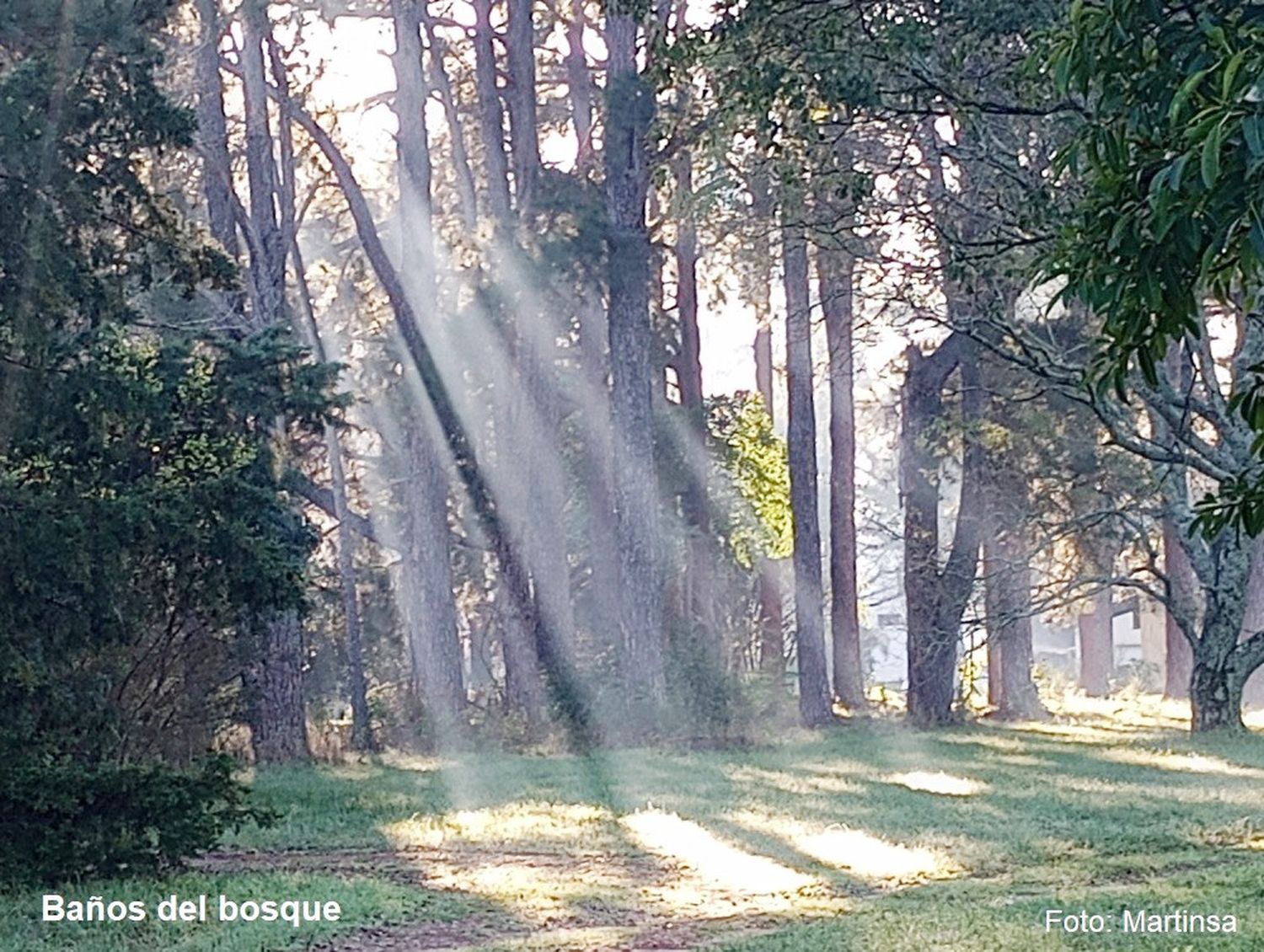 Bosques urbanos y el bienestar de la población