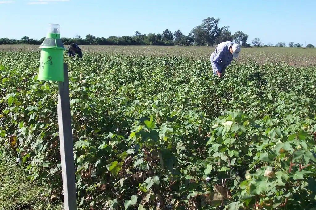 Algodón: una campaña marcada por las lluvias