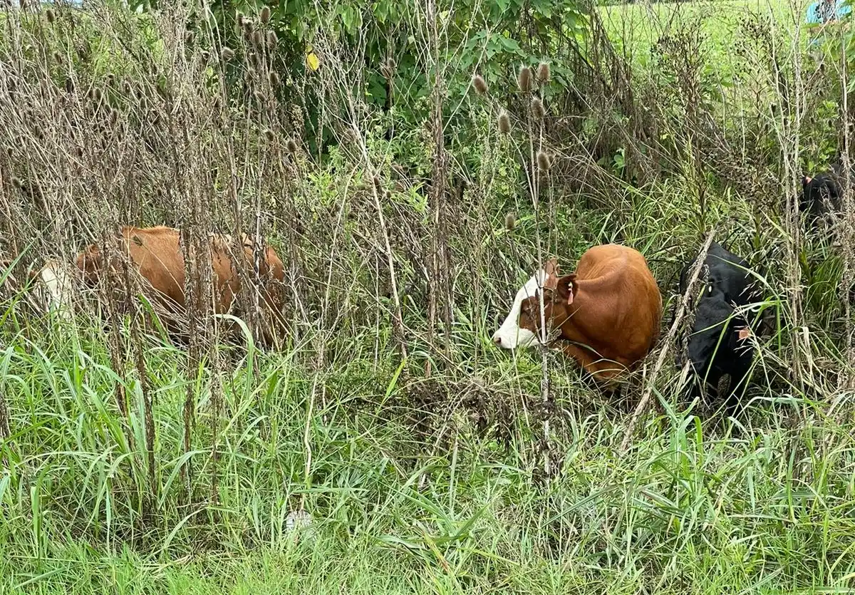 Intentaron robar ganado de un camión jaula en la zona de La Tosquera