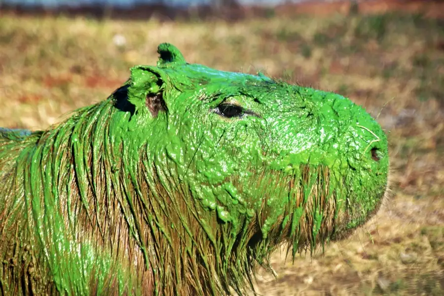 Alerta en el río Uruguay: la aparición de "carpinchos verdes" expone la peligrosidad de las cianobacterias
