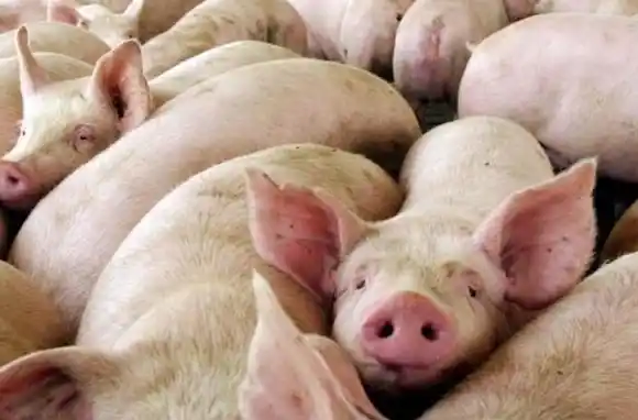 Preocupación por casos de triquinosis en Santa Fe: piden extremar cuidados ante el consumo de cerdo