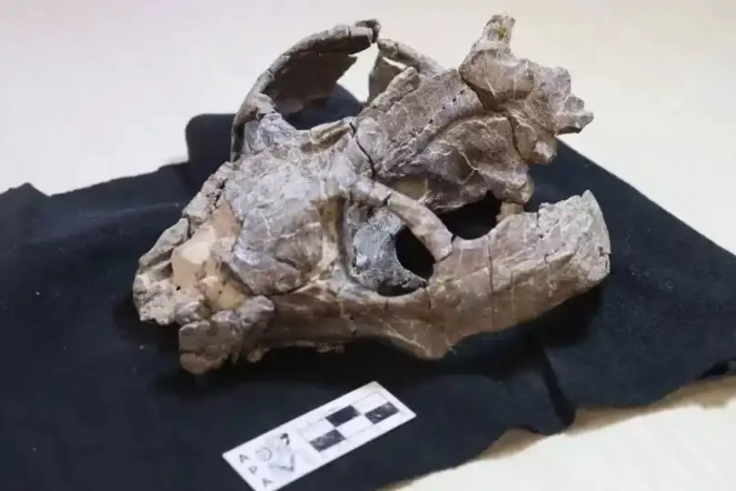 Un fósil de un cinodonte (Chiniquodon theotonicus).