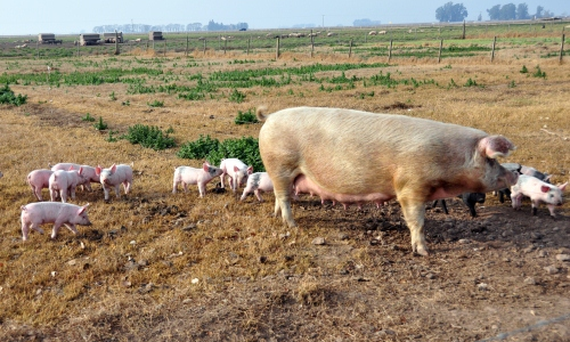 Se presentarán los resultados del Plan Integral de Ordenamiento Porcino