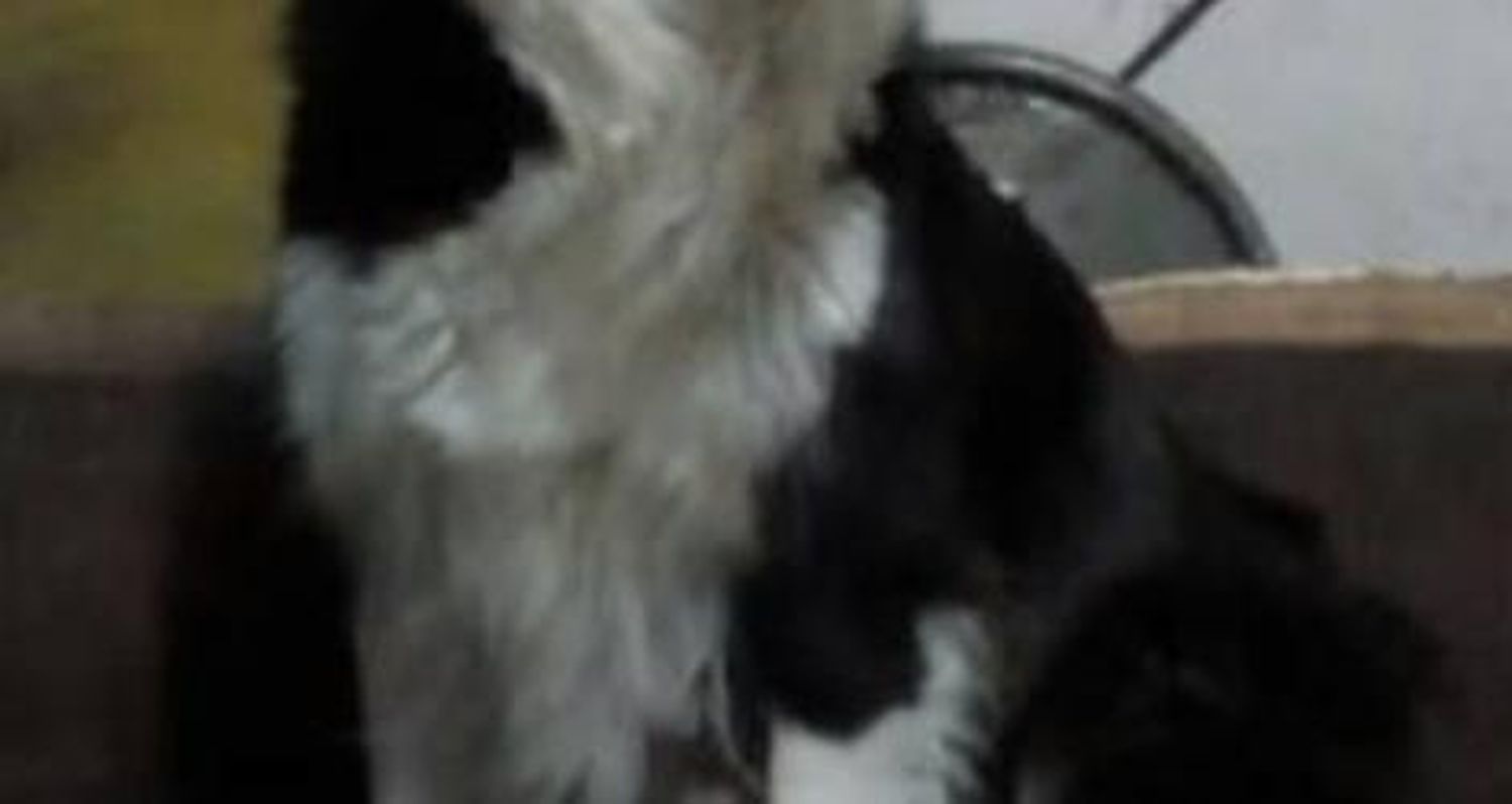 Buscan a esta mascota #solucionado