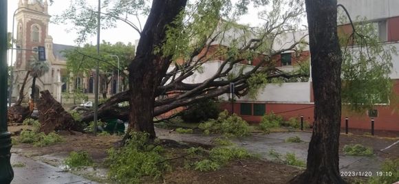 Cayeron dos centenarios árboles sobre el Hospital Alberdi, pero no se vio resentida la atención