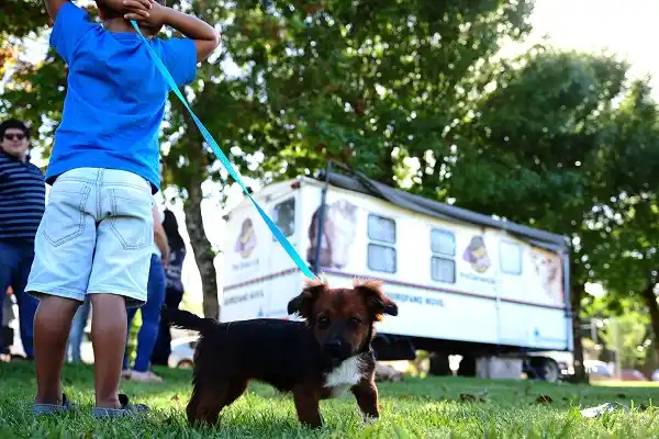 Más de 100 castraciones de mascotas en tres días  en Pueblo Belgrano   