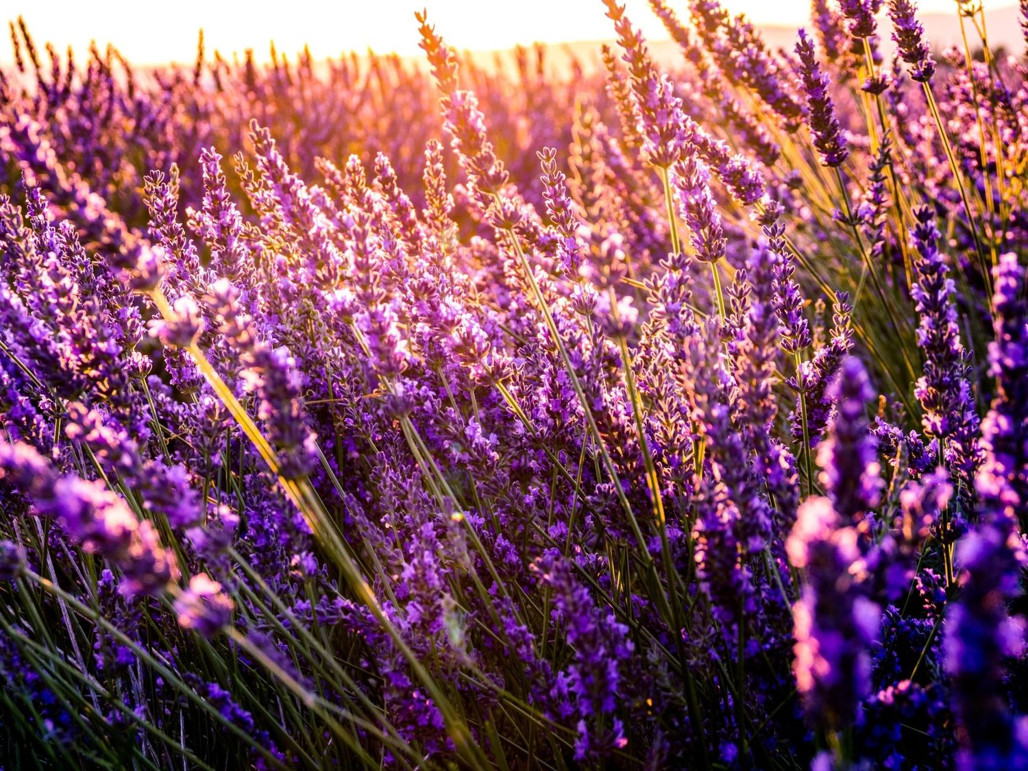 Los esquejes de lavanda crecen fácilmente para replicar la planta.